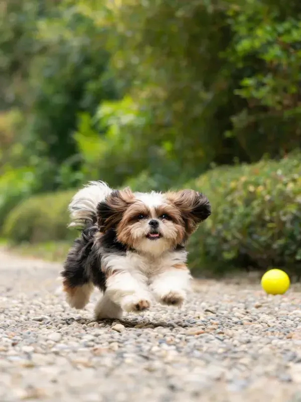 碎石小径上西施犬奔跑