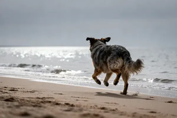 海滩上的澳大利亚牧羊犬奔跑场景