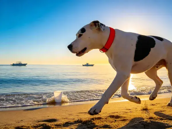 海滩边奔跑的大丹犬动态抓拍