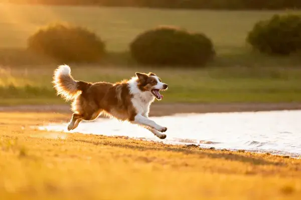 青年边境牧羊犬湖边奔跑瞬间