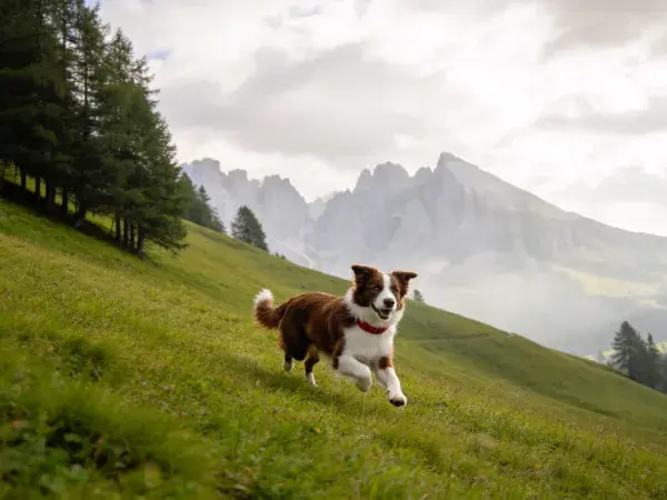 山地草甸上的边境牧羊犬奔跑场景
