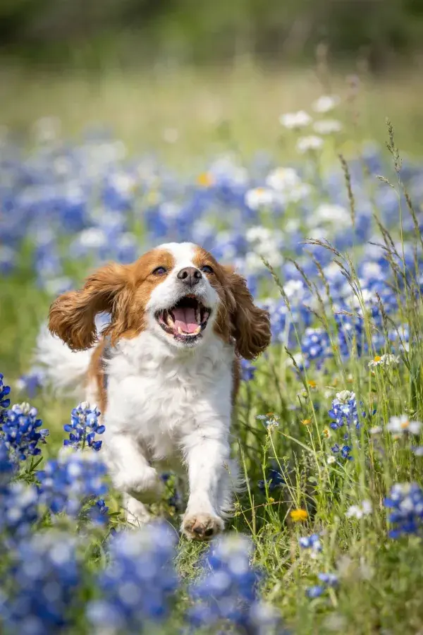 田野蓝花丛中卡瓦利王查理王小猎犬奔跑场景