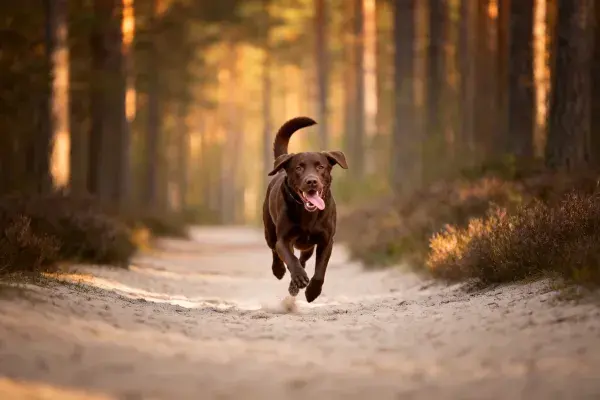 森林小径上的巧克力拉布拉多犬奔跑