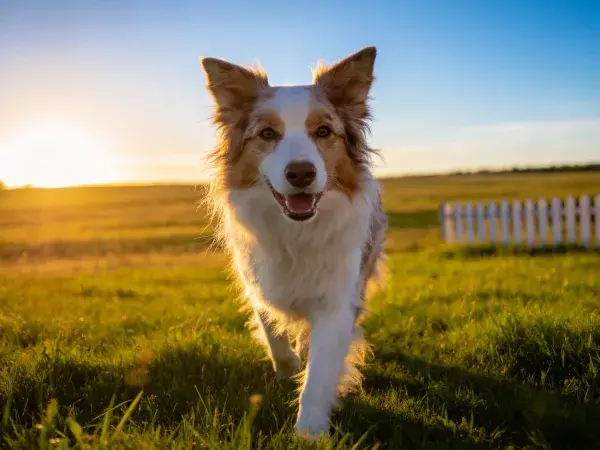 边境牧羊犬奔跑在草地黄昏处