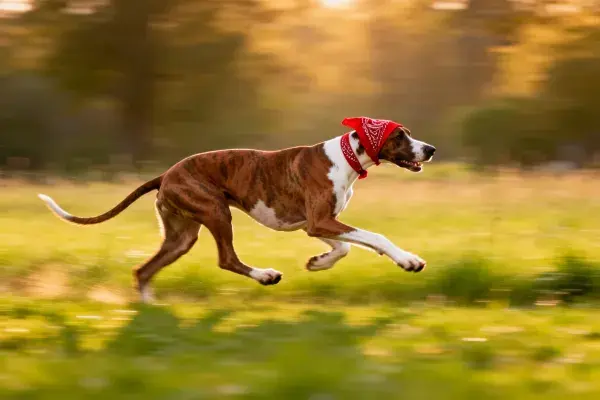 大丹犬在草地奔跑的场景捕捉