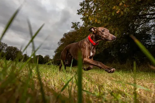 草地上的灵缇犬奔跑场景