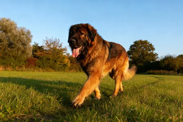 户外草地上的莱昂纳尔格犬漫步