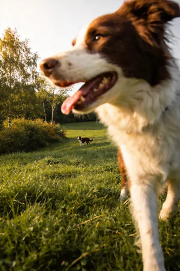 草地阳光下的边界牧羊犬与远处同伴