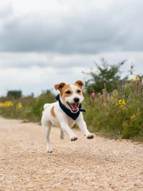 砖石小径上戴围巾的杰克罗素梗犬奔跑场景