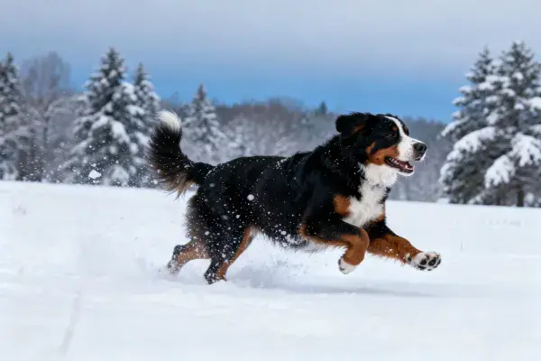 雪地中奔跑的伯恩山犬