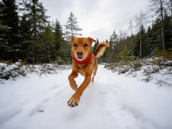 雪地中棕褐短毛混种犬奔跑场景