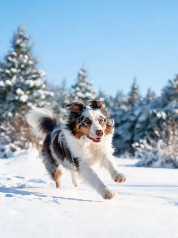 澳大利亚牧牛犬雪地奔跑场景