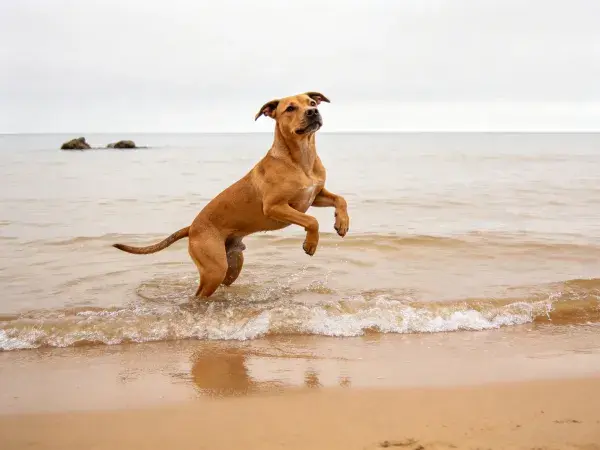 海滩浅水中跳跃的混种犬场景