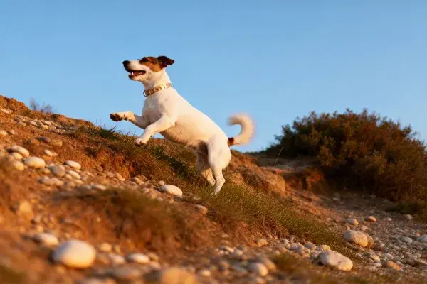 杰克罗素梗犬跳跃于沙岩坡地场景
