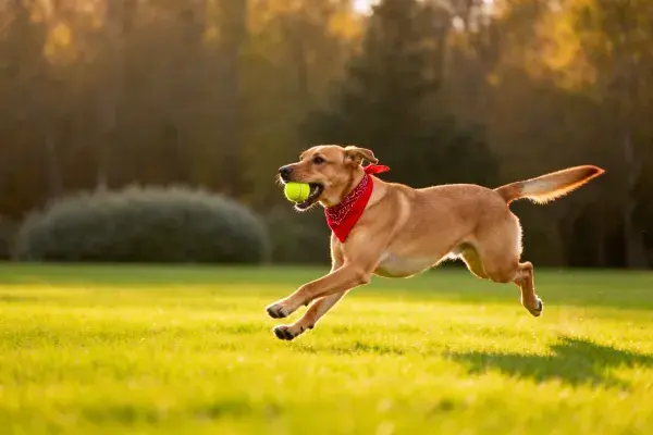 户外草地上的拉布拉多猎犬叼网球奔跑场景