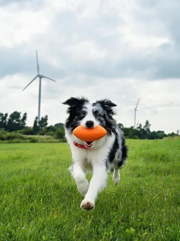 草地中黑白边境牧羊犬叼橙色玩具奔跑