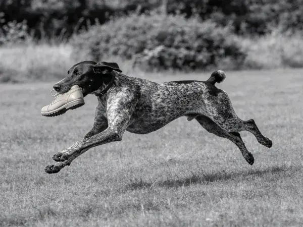 德国短毛指示犬叼鞋奔跑