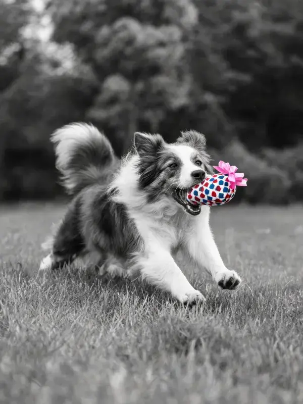 草地中叼玩具奔跑的边境牧羊犬