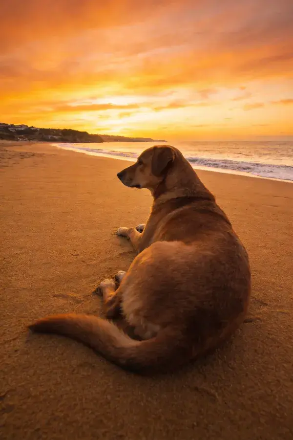 沙滩夕阳下的棕褐短毛混种犬