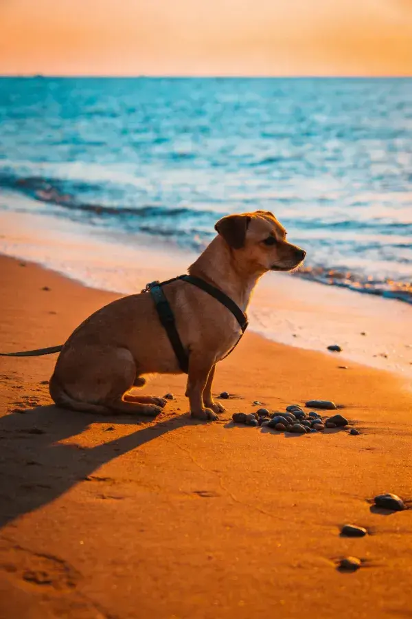 海滩沙岸上的小型短毛混血犬