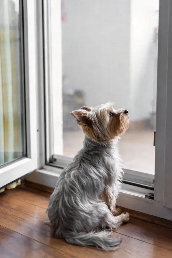 窗边坐着的约克夏梗犬