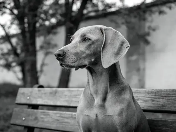 木椅上威玛犬凝视远方