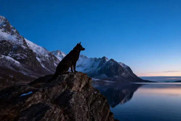 德国牧羊犬坐在岩石上俯瞰山水景观