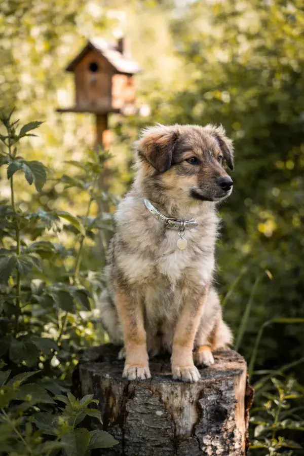 阳光下树桩上的混种幼犬