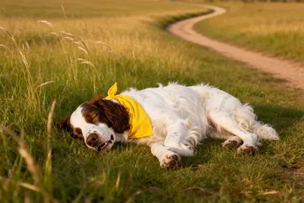 英国史宾格犬草地休憩瞬间