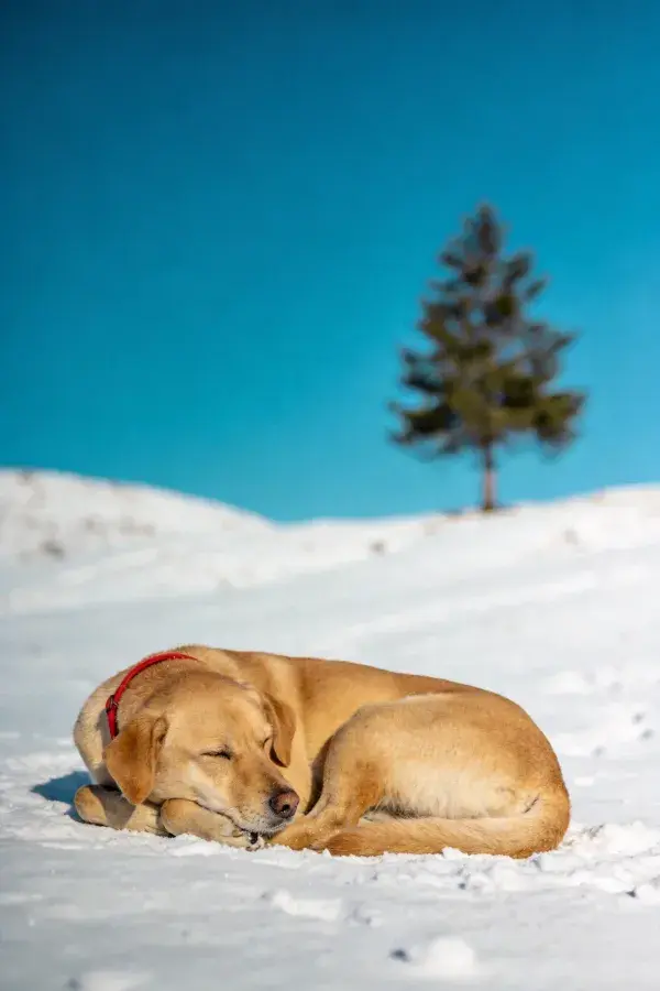 雪地晴空下休憩的黄褐色拉布拉多犬