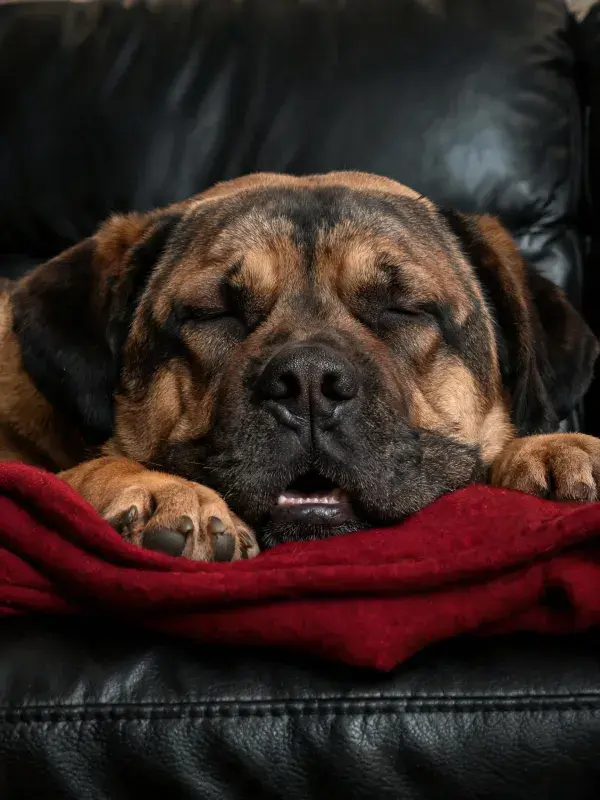 黑色皮沙发上的休息 Mastiff