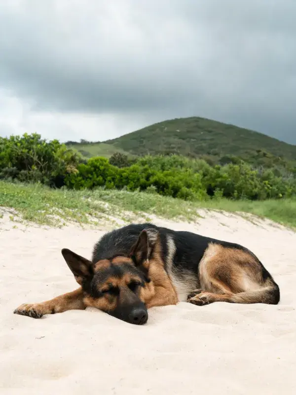 沙滩上德国牧羊犬休息场景