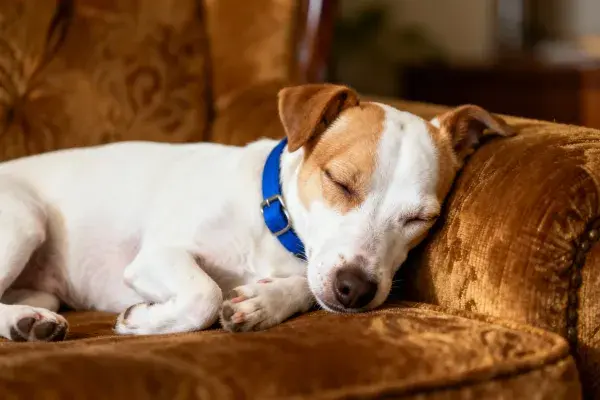 环境中休息的小型梗犬