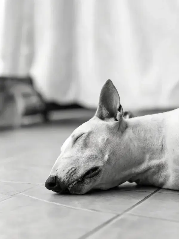 静态捕捉一只牛头梗犬的睡眠姿态
