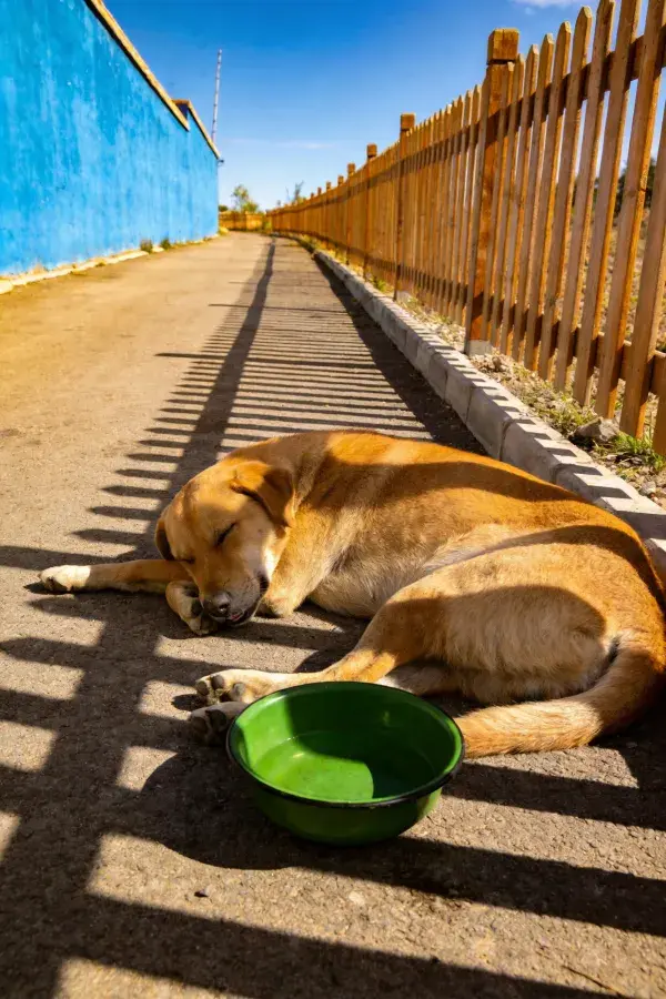 阳光下路边的短毛混种犬休息场景
