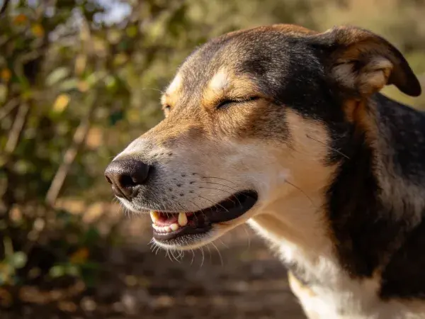 户外光下的混血犬特写