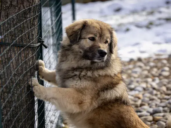 高加索幼犬靠栅栏观察雪地场景