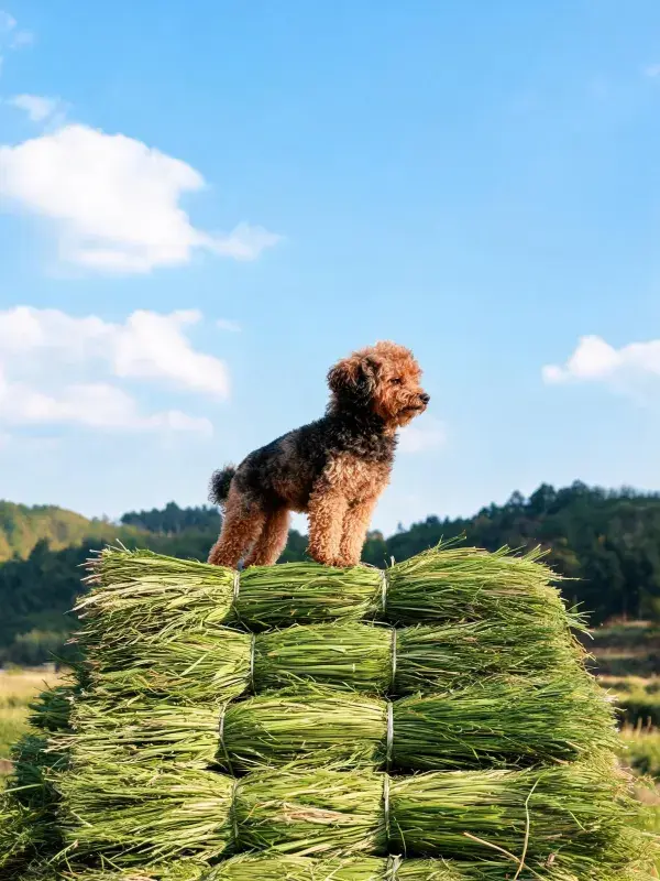 青草堆上的卷毛混种犬