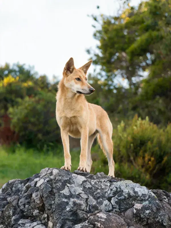 露天岩石上站立的澳洲野犬
