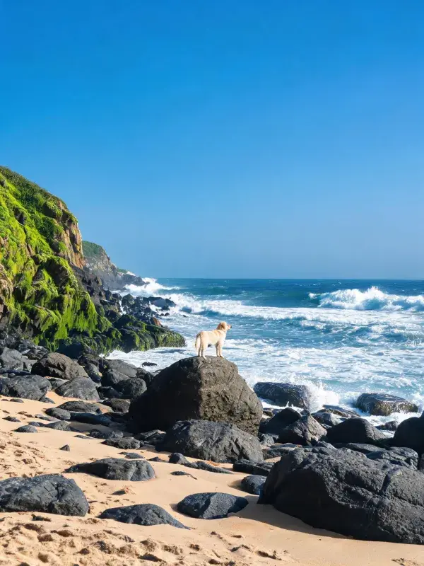 海岸岩石上的拉布拉多猎犬