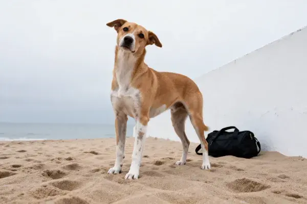 阳光沙滩旁的混种犬与白色墙体场景