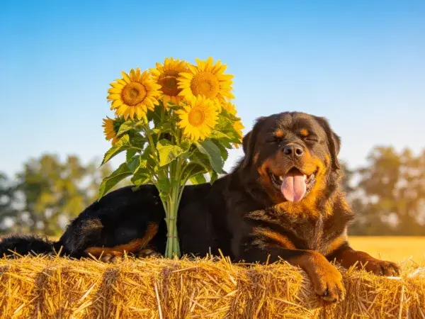 阳光下罗威纳犬与向日葵的田园场景