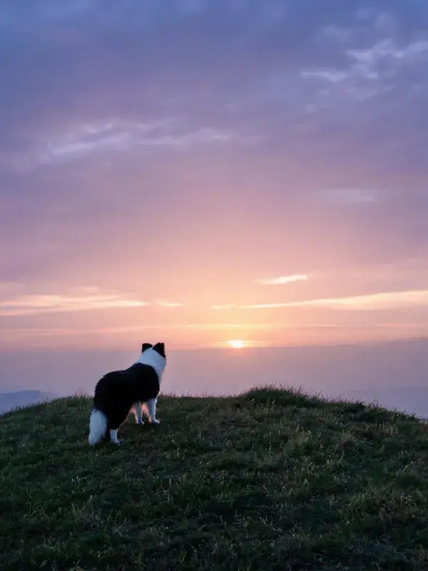 夕阳下草地上的边境牧羊犬