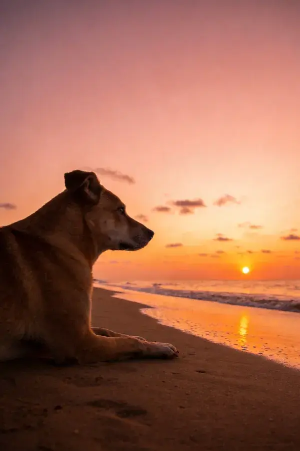 阳光沙滩上的短毛混种犬休憩景象