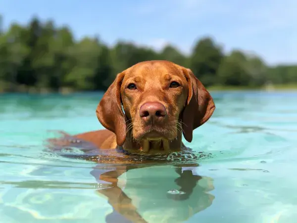 维兹拉犬水中特写场景