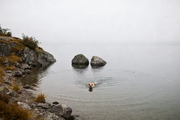 水域中游泳的金毛寻回犬