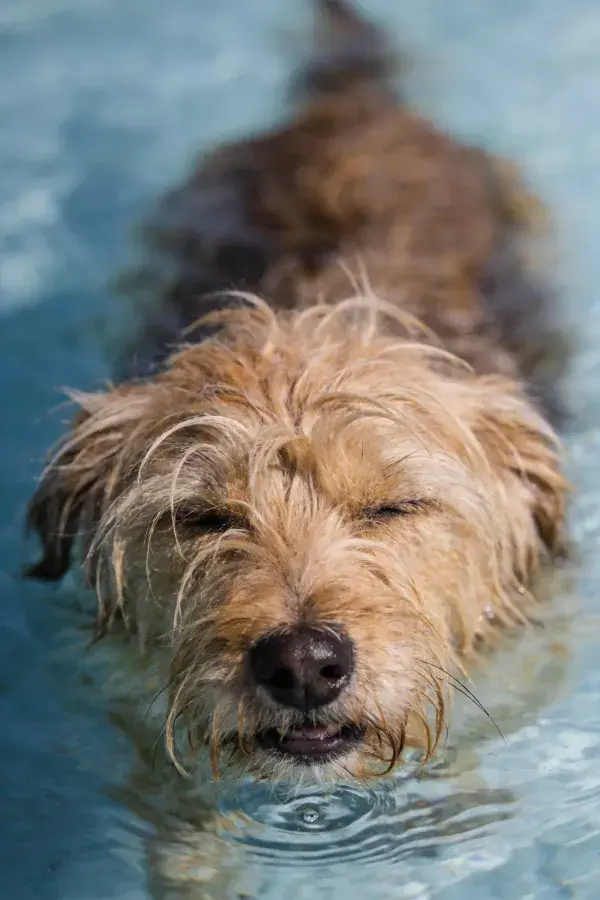 软毛梗犬水中游泳场景
