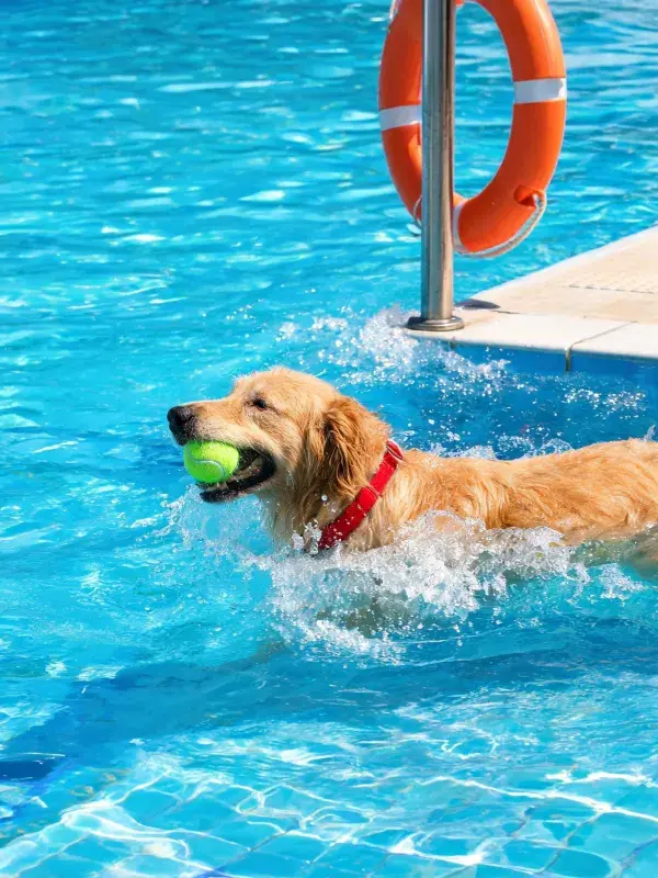 阳光泳池边的金毛猎犬玩耍场景