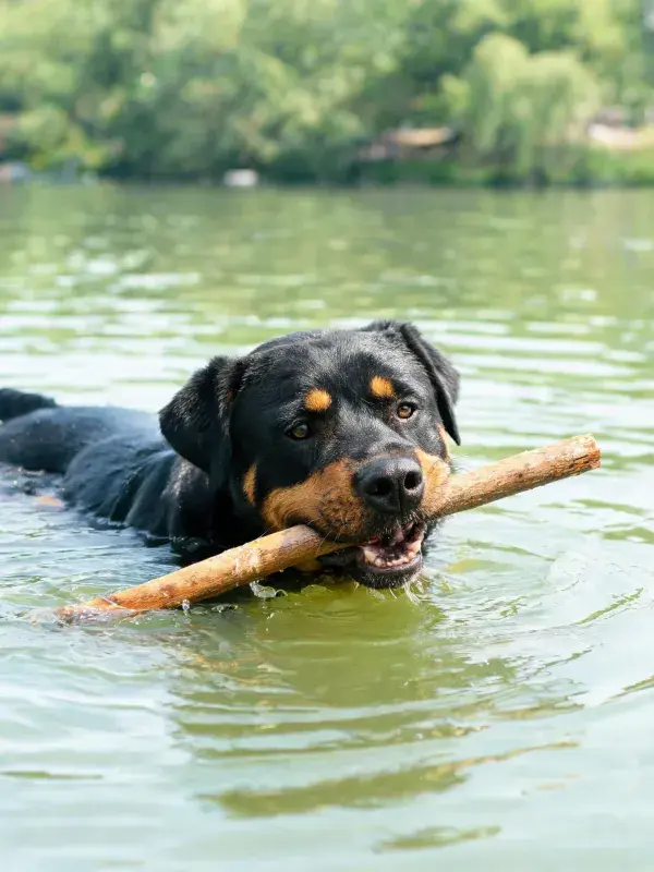 湖水中黑棕色罗威纳犬叼木棍场景