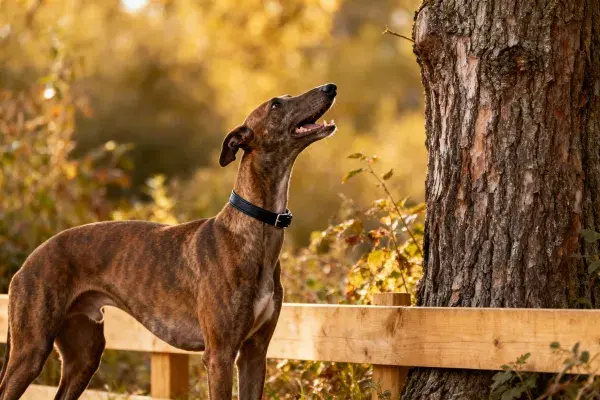 阳光下木栅栏旁的格力犬